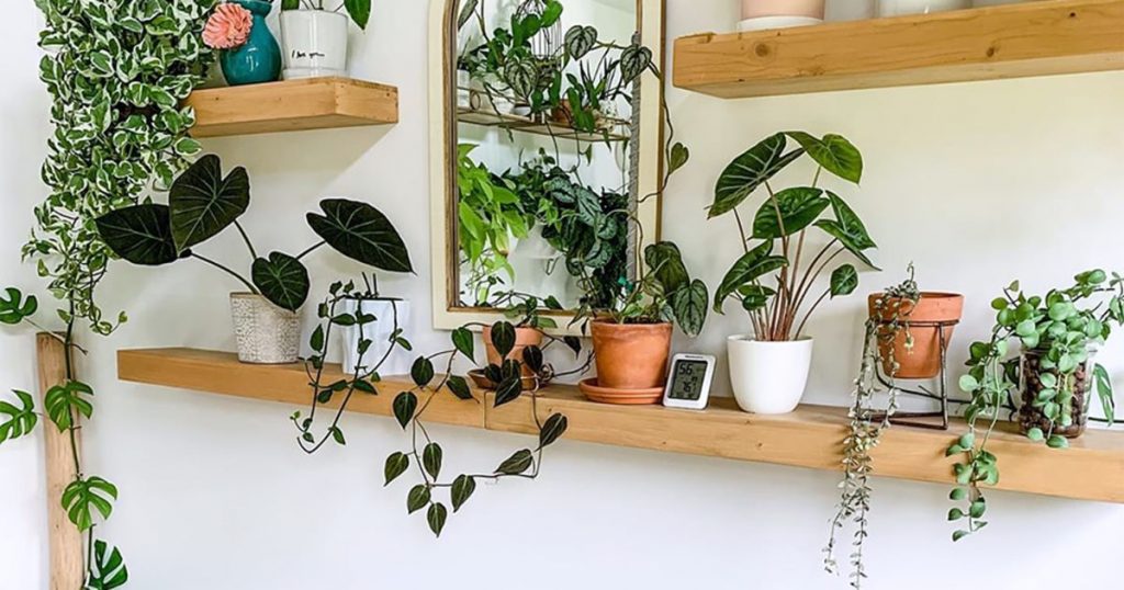 طراحی داخلی گیاهان آپارتمانی